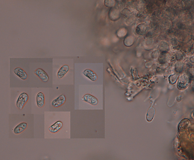 Quale Hyphoderma? (H. praetermissum?)